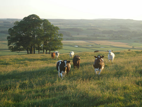 Texas Cows, Pure & Real